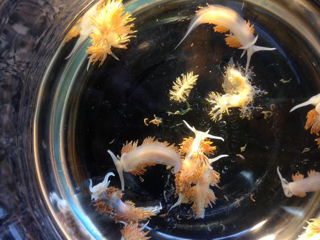 Sea slugs from a Japanese ship that washed up in the Pacific Northwest in 2015.